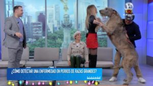 Todo lo que hay que saber sobre los perros de raza grande