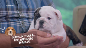 Todo lo que hay que saber de los bulldog ingles y beagles con los expertos