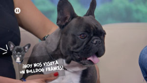 Bulldog ingles y todos sus cuidados