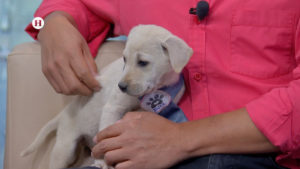 Lo que debes saber antes de adoptar un perrito